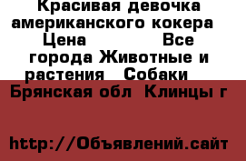 Красивая девочка американского кокера › Цена ­ 35 000 - Все города Животные и растения » Собаки   . Брянская обл.,Клинцы г.